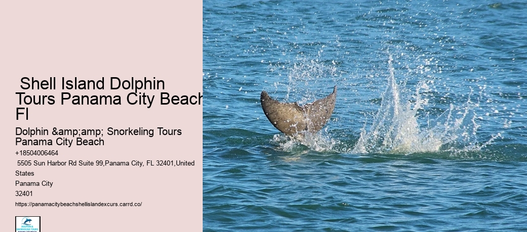  Shell Island Dolphin Tours Panama City Beach Fl