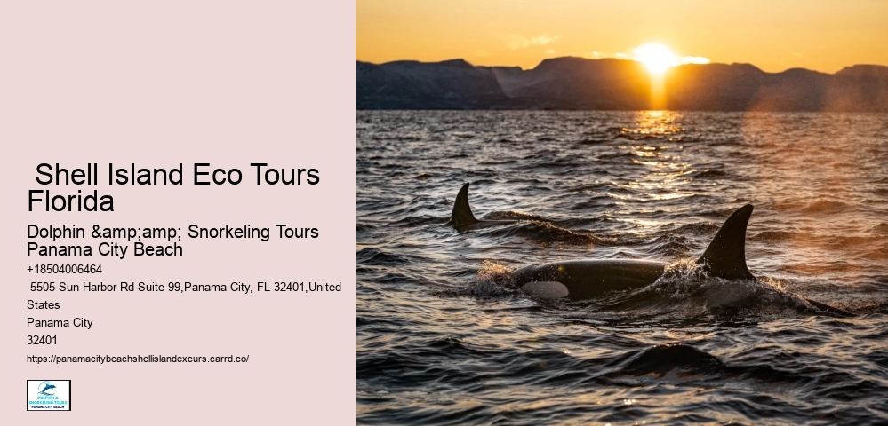  Shell Island Eco Tours Florida