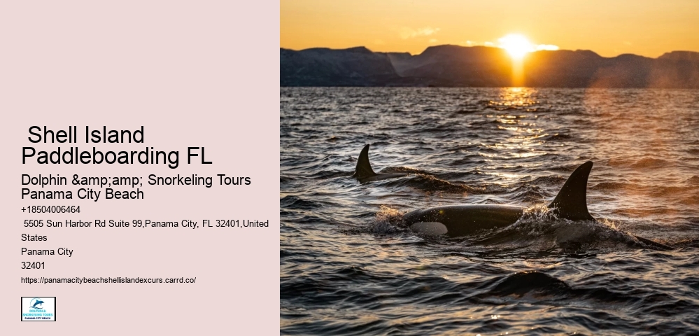  Shell Island Paddleboarding FL